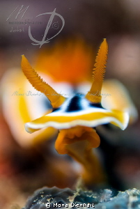 HELLO!
face to face by Mona Dienhart 